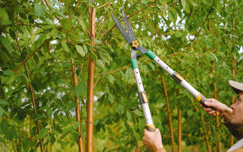 Tree trimming in Ackley, IA
